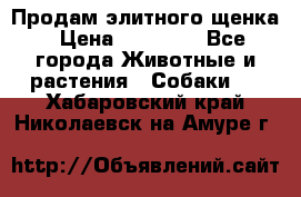 Продам элитного щенка › Цена ­ 30 000 - Все города Животные и растения » Собаки   . Хабаровский край,Николаевск-на-Амуре г.
